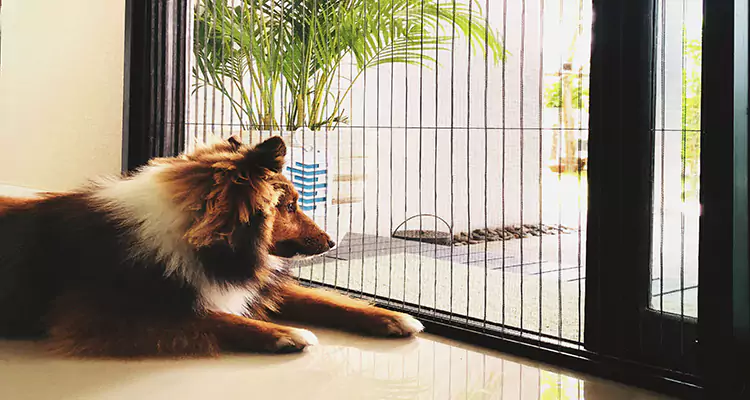 Sliding Screen Pet Door Repair in Mountain View, CA