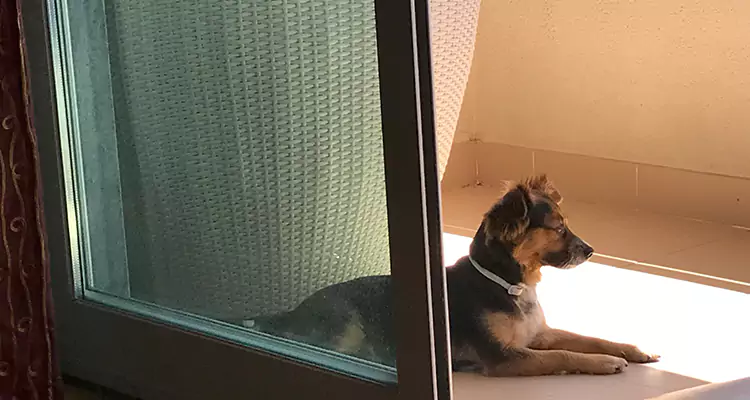 French Door Pet Screen Repair in Mountain View, CA